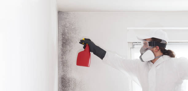 Best Kitchen Mold Remediation in Britton, SD