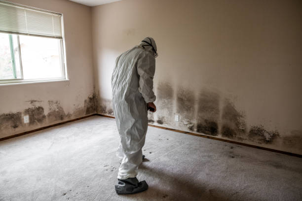 Professional Mold Remediation in Britton, SD