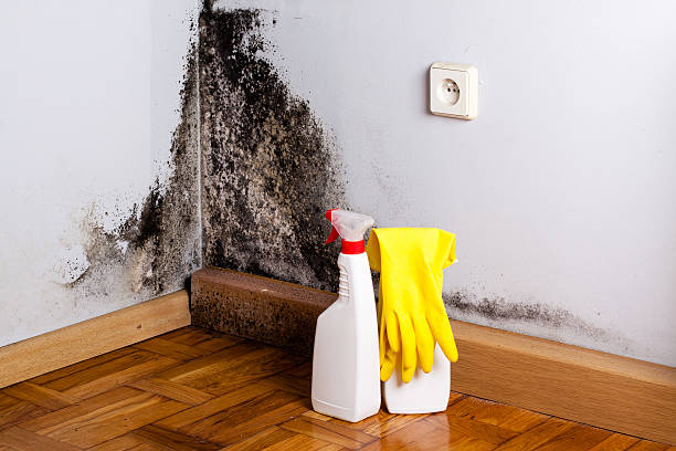Best DIY Mold Remediation Support Services in Britton, SD